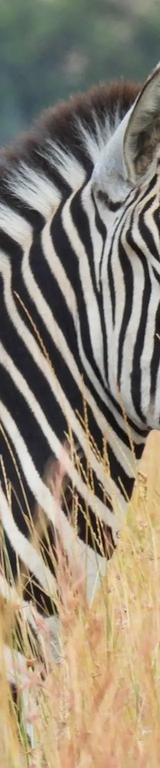 Beobachte Tiere mit Vulkanblick
